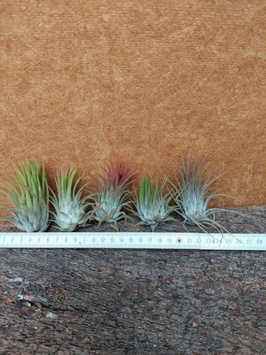 Tillandsia ionantha 5 - tillandsia,