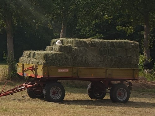 Kleine heuballen schnitt - kleine, 2.schnitt