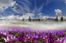 Fototapete VLIES-NEBELIGES