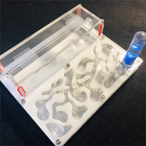 Ant farm educational - ant,