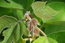 SAMEN PAPIER-MAULBEERE die kugelrunden Blüten erscheinen im Mai essbare Frücht