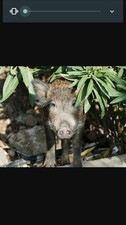 Wildschwein,Überläufer,Frisc