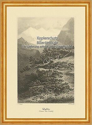 Legföhre latschenkiefer - legföhre,