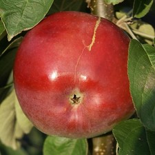 McIntosh Wijcik roter saftig