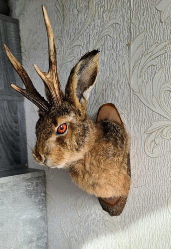 Jackalope rabbit mount - jackalope,