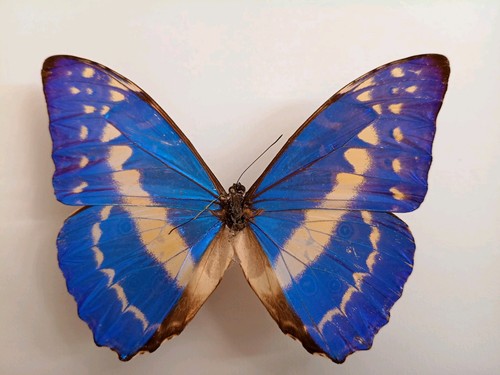 Morpho cypris aus kolumbien - cypris,