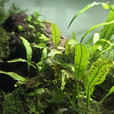 Java Farn  Wasserpflanze Aquarium Pflanzen Ableger 5-7 Stück bis 10 cm hoch