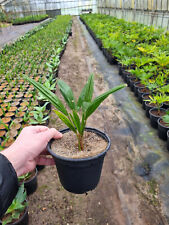 5x Winterharte Hanfpalme Trachycarpus Wagnerianus im 14cm Topf.