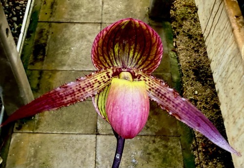 Paphiopedilum rothschildianum