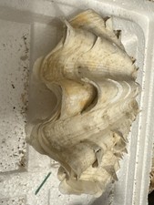 Riesenmuschel, Tridacna gigas