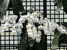 Phalaenopsis phillippinesis