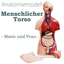 Anatomie Anatomisches Körper Modell Torso Mann und Frau mit Organen 45 cm medmod