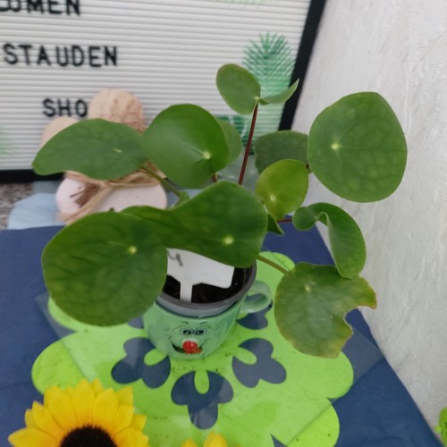 Pfannkuchenpflanze ufo - pfannkuchenpflanze,