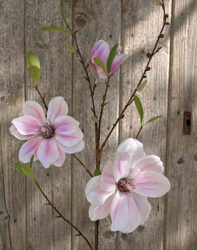 Artplants magnolienzweig - artplants,
