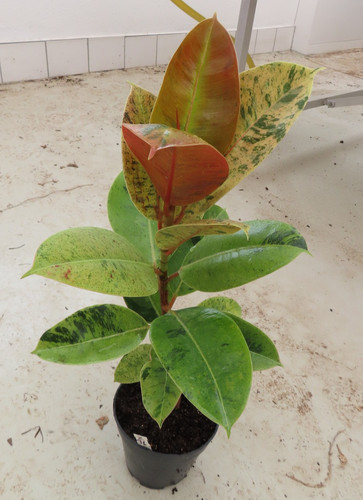 Ficus elasica shivereana