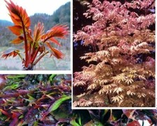 Gemüsebaum Zierbäume