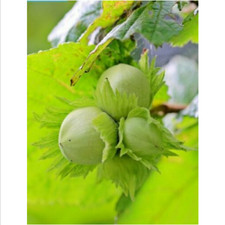 10 Samen Haselnussstrauch