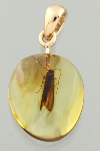 Großer fossiler caddisfly - großer,