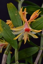 Dendrobium schrautii Orchidee