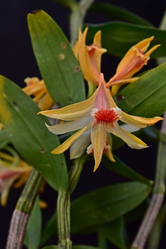 Dendrobium schrautii orchidee - dendrobium,