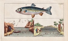 Salmon Salmo fishing fishing