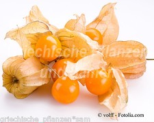  Andenbeere * vitaminreich Frucht * 25 Samen MEHRJAHRIG*Kapstachelbeere Geschenk