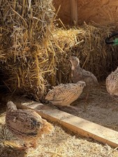 60 Bruteier Wachteln