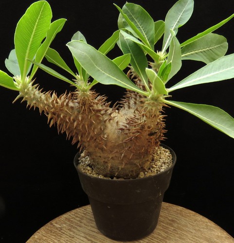 Pachypodium horombense caudex - pachypodium,