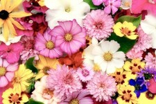 Samen bunte Blumenwiese Sommer