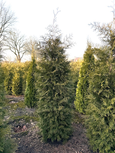 1st thuja brabant - brabant,