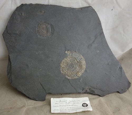 Ammonit platte dactyloceras - platte,