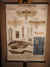 1 x Die Kleidermotten, alte Lehrtafel / Rollkarte (1543) gebraucht