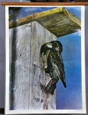 Schulwandkarte vintage Poster Tiere Singvogel Star Ornithologe Landhausstil Deko