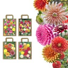 Dahlien Knollen Blumenzwiebeln