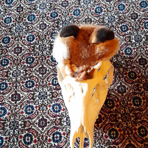 Hirsch schädel mit - mit,