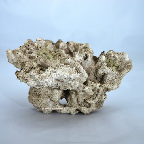 Riffgestein x 10 cm - riffgestein,18,