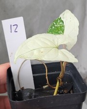 Syngonium Albo, Rare
