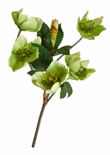 Christrose busch cm - 30,