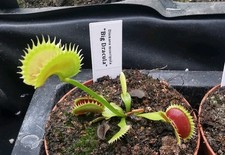 Dionaea muscipula "Big Dracula", fleischfressende Pflanzen, Venusfliegenfalle