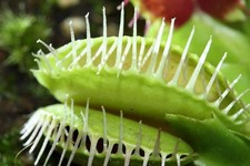 Fleischfressende Pflanze