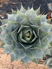 AGAVE PARRASANA Höhe 60 cm