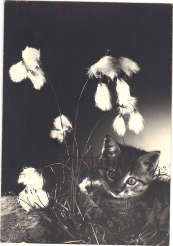 Kleine katze postkarte - katze, (f9903)