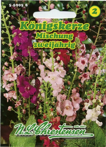 Königskerze mischung - königskerze,
