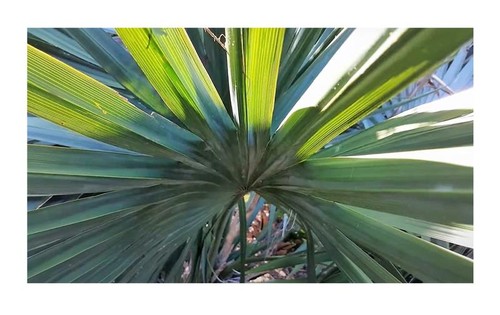 10x sabal minor fächerpalme - sabal,