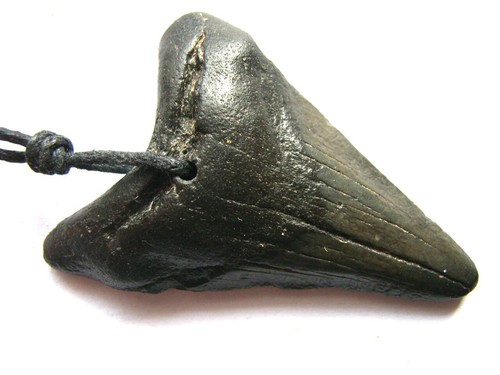 Echter fossiler megalodon - fossiler,