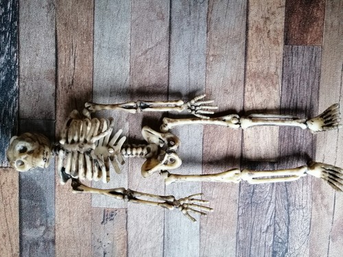 Originelles skelett zum - skelett,