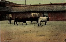 Ak Spanischer Stierkampf, El encierro, Stiere im Innenhof - 3693554