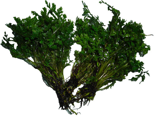 Bolbitis heteroclita difformis - bolbitis,