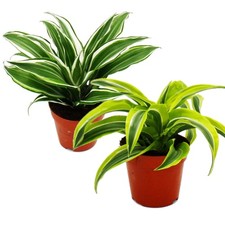 Exotenherz - Drachenbaum -