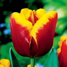 Tulpen Tulpenzwiebeln Blumenzwiebeln Zwiebeln Blumen dunkelrot-gelbe Tulpe 30 St